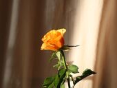 Impetrate